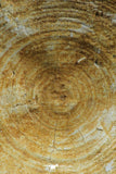 07220 - Top Huge 3.83 Inch Otodus obliquus Shark Vertebra Bone Paleocene