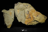 21185 - Great Lehua sp Lower Ordovician Trilobite Fezouata Fm