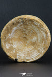 07220 - Top Huge 3.83 Inch Otodus obliquus Shark Vertebra Bone Paleocene