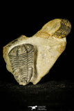 30369 - Top Rare 1.43 Inch Colpocoryphe Middle Ordovician Trilobite - France