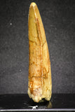 20108 - Great Serrated 2.90 Inch Carcharodontosaurus Dinosaur Tooth KemKem