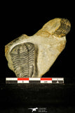 30369 - Top Rare 1.43 Inch Colpocoryphe Middle Ordovician Trilobite - France