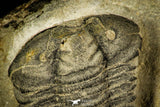 30369 - Top Rare 1.43 Inch Colpocoryphe Middle Ordovician Trilobite - France
