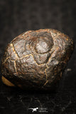 05802 - Fully Complete NWA L-H Type Unclassified Ordinary Chondrite Meteorite 5.0g
