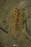 21185 - Great Lehua sp Lower Ordovician Trilobite Fezouata Fm