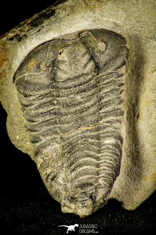 30369 - Top Rare 1.43 Inch Colpocoryphe Middle Ordovician Trilobite - France