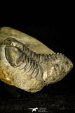 30369 - Top Rare 1.43 Inch Colpocoryphe Middle Ordovician Trilobite - France