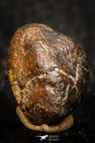 05802 - Fully Complete NWA L-H Type Unclassified Ordinary Chondrite Meteorite 5.0g