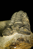 30369 - Top Rare 1.43 Inch Colpocoryphe Middle Ordovician Trilobite - France