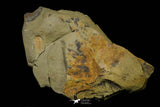 21185 - Great Lehua sp Lower Ordovician Trilobite Fezouata Fm