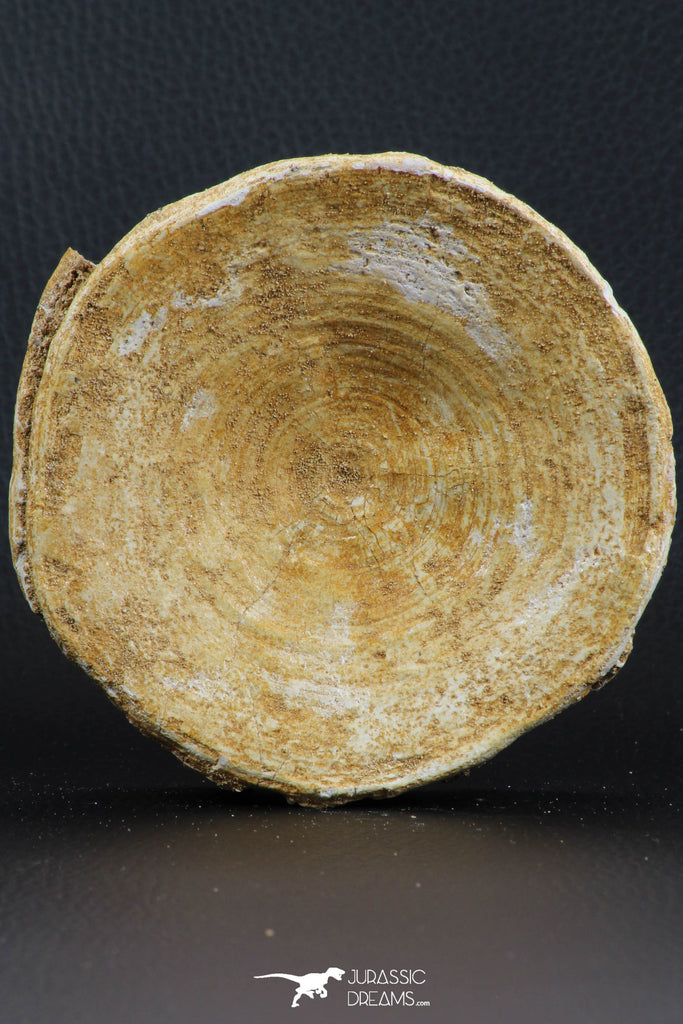 07222 - Top Huge 4.01 Inch Otodus obliquus Shark Vertebra Bone Paleocene