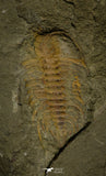 21185 - Great Lehua sp Lower Ordovician Trilobite Fezouata Fm