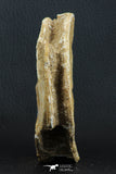 07222 - Top Huge 4.01 Inch Otodus obliquus Shark Vertebra Bone Paleocene