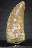 20109 - Great Serrated 2.72 Inch Carcharodontosaurus Dinosaur Tooth KemKem