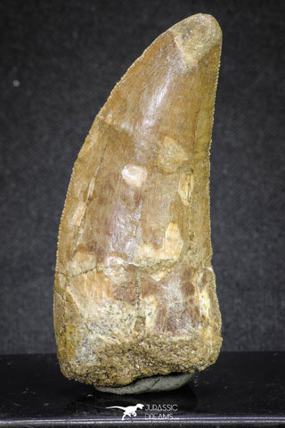 20109 - Great Serrated 2.72 Inch Carcharodontosaurus Dinosaur Tooth KemKem