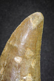 20109 - Great Serrated 2.72 Inch Carcharodontosaurus Dinosaur Tooth KemKem