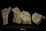 21186 - Museum Grade Soft Bodied Aglaspid (Tremaglaspis unite) Lower Ordovician Fezouata Fm