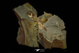 21186 - Museum Grade Soft Bodied Aglaspid (Tremaglaspis unite) Lower Ordovician Fezouata Fm