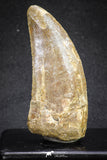 20109 - Great Serrated 2.72 Inch Carcharodontosaurus Dinosaur Tooth KemKem