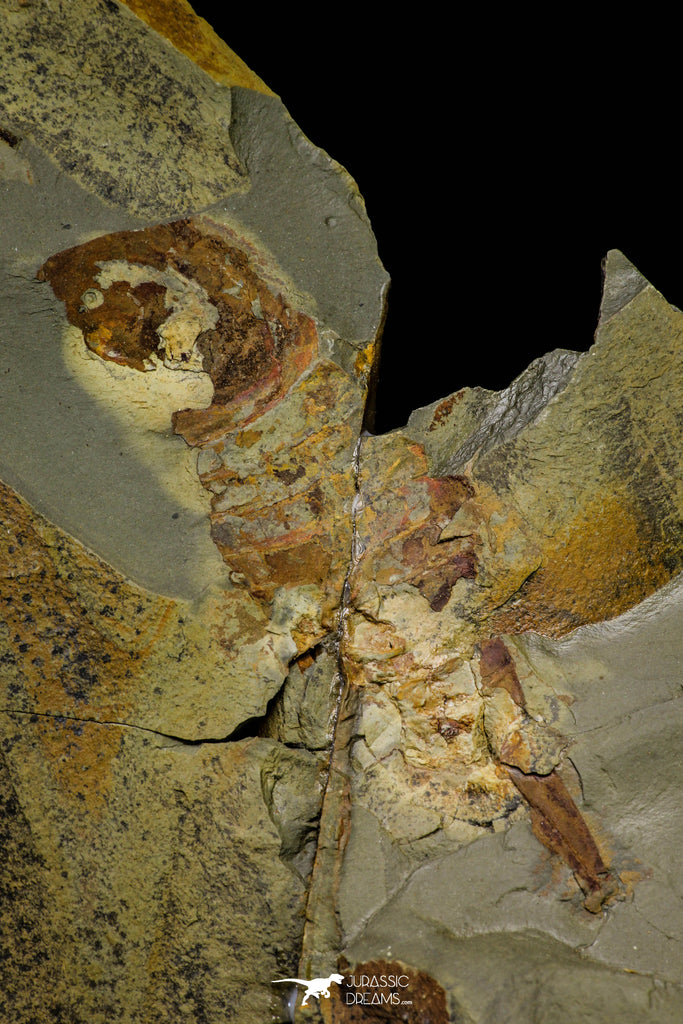 21186 - Museum Grade Soft Bodied Aglaspid (Tremaglaspis unite) Lower Ordovician Fezouata Fm