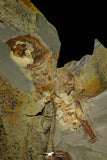 21186 - Museum Grade Soft Bodied Aglaspid (Tremaglaspis unite) Lower Ordovician Fezouata Fm