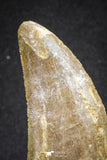 20109 - Great Serrated 2.72 Inch Carcharodontosaurus Dinosaur Tooth KemKem