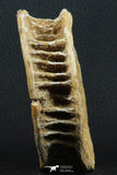 07223 - Top Huge 3.78 Inch Otodus obliquus Shark Vertebra Bone Paleocene