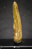 20109 - Great Serrated 2.72 Inch Carcharodontosaurus Dinosaur Tooth KemKem