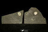 30371 - Top Rare 0.40 Inch Positive/Negative Bettonilithus Ordovician Trilobite - Wales