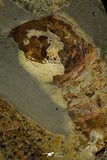 21186 - Museum Grade Soft Bodied Aglaspid (Tremaglaspis unite) Lower Ordovician Fezouata Fm
