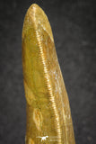 20109 - Great Serrated 2.72 Inch Carcharodontosaurus Dinosaur Tooth KemKem