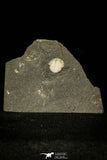 30371 - Top Rare 0.40 Inch Positive/Negative Bettonilithus Ordovician Trilobite - Wales