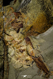 21186 - Museum Grade Soft Bodied Aglaspid (Tremaglaspis unite) Lower Ordovician Fezouata Fm