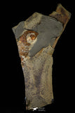 21186 - Museum Grade Soft Bodied Aglaspid (Tremaglaspis unite) Lower Ordovician Fezouata Fm