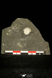 30371 - Top Rare 0.40 Inch Positive/Negative Bettonilithus Ordovician Trilobite - Wales