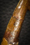 08298 - Great Collection of 2 Onchopristis numidus Cretaceous Sawfish Rostral Teeth Cretaceous