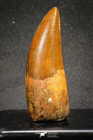 20110 - Great Serrated 2.42 Inch Carcharodontosaurus Dinosaur Tooth KemKem
