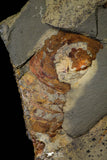 21186 - Museum Grade Soft Bodied Aglaspid (Tremaglaspis unite) Lower Ordovician Fezouata Fm