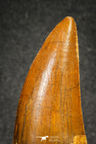 20110 - Great Serrated 2.42 Inch Carcharodontosaurus Dinosaur Tooth KemKem