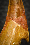 08298 - Great Collection of 2 Onchopristis numidus Cretaceous Sawfish Rostral Teeth Cretaceous
