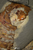 21186 - Museum Grade Soft Bodied Aglaspid (Tremaglaspis unite) Lower Ordovician Fezouata Fm