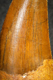 20110 - Great Serrated 2.42 Inch Carcharodontosaurus Dinosaur Tooth KemKem