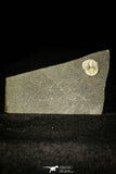 30371 - Top Rare 0.40 Inch Positive/Negative Bettonilithus Ordovician Trilobite - Wales