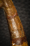 08298 - Great Collection of 2 Onchopristis numidus Cretaceous Sawfish Rostral Teeth Cretaceous