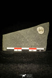 30371 - Top Rare 0.40 Inch Positive/Negative Bettonilithus Ordovician Trilobite - Wales
