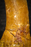 08298 - Great Collection of 2 Onchopristis numidus Cretaceous Sawfish Rostral Teeth Cretaceous