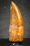 20110 - Great Serrated 2.42 Inch Carcharodontosaurus Dinosaur Tooth KemKem