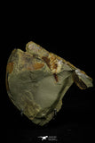 21186 - Museum Grade Soft Bodied Aglaspid (Tremaglaspis unite) Lower Ordovician Fezouata Fm