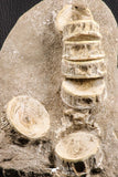 07224 - Top Associated 7 Otodus obliquus Shark Vertebrae Bone Paleocene