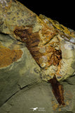 21186 - Museum Grade Soft Bodied Aglaspid (Tremaglaspis unite) Lower Ordovician Fezouata Fm
